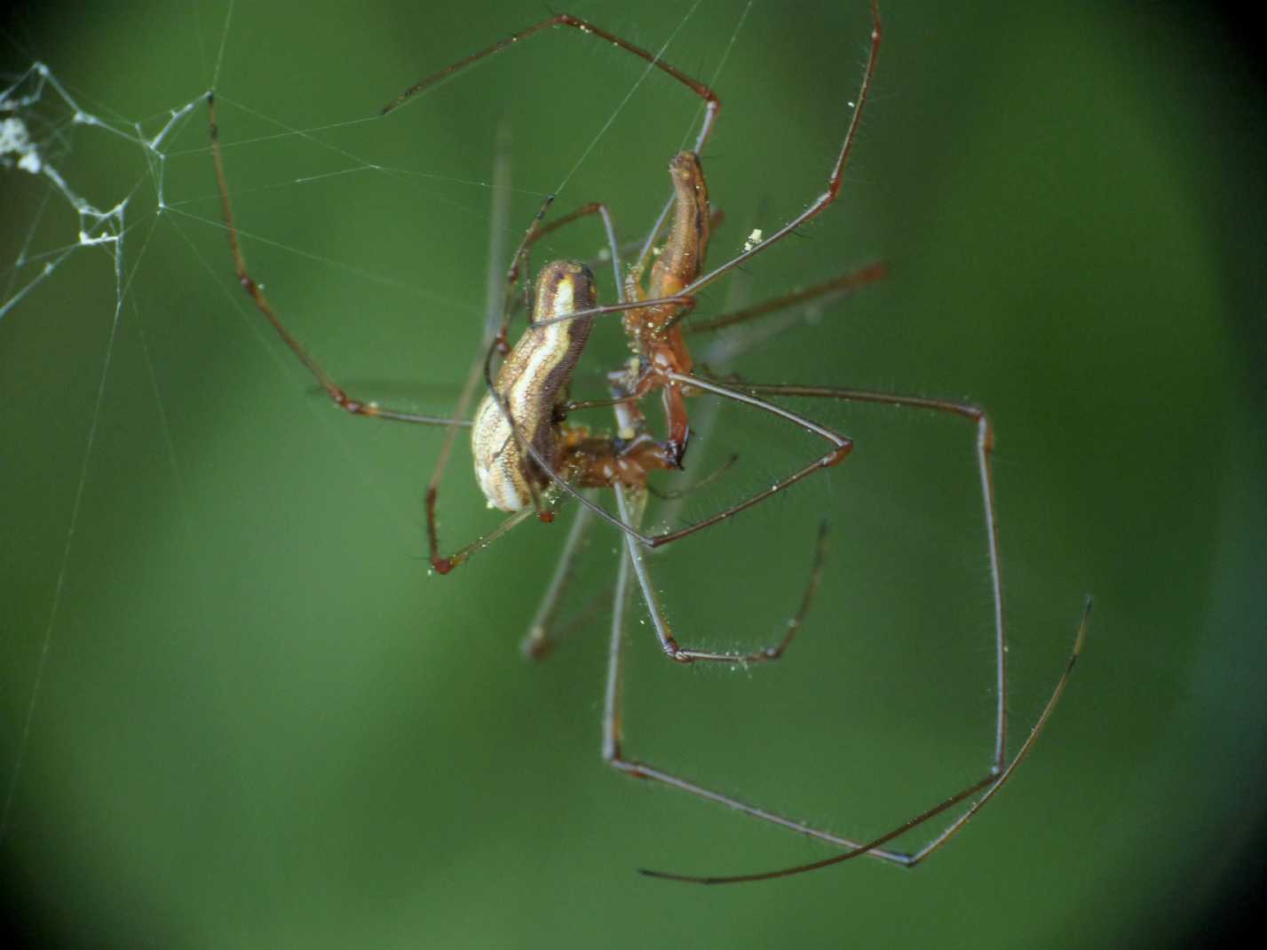 Tetragnatha sp.: baci e abbracci - Roma